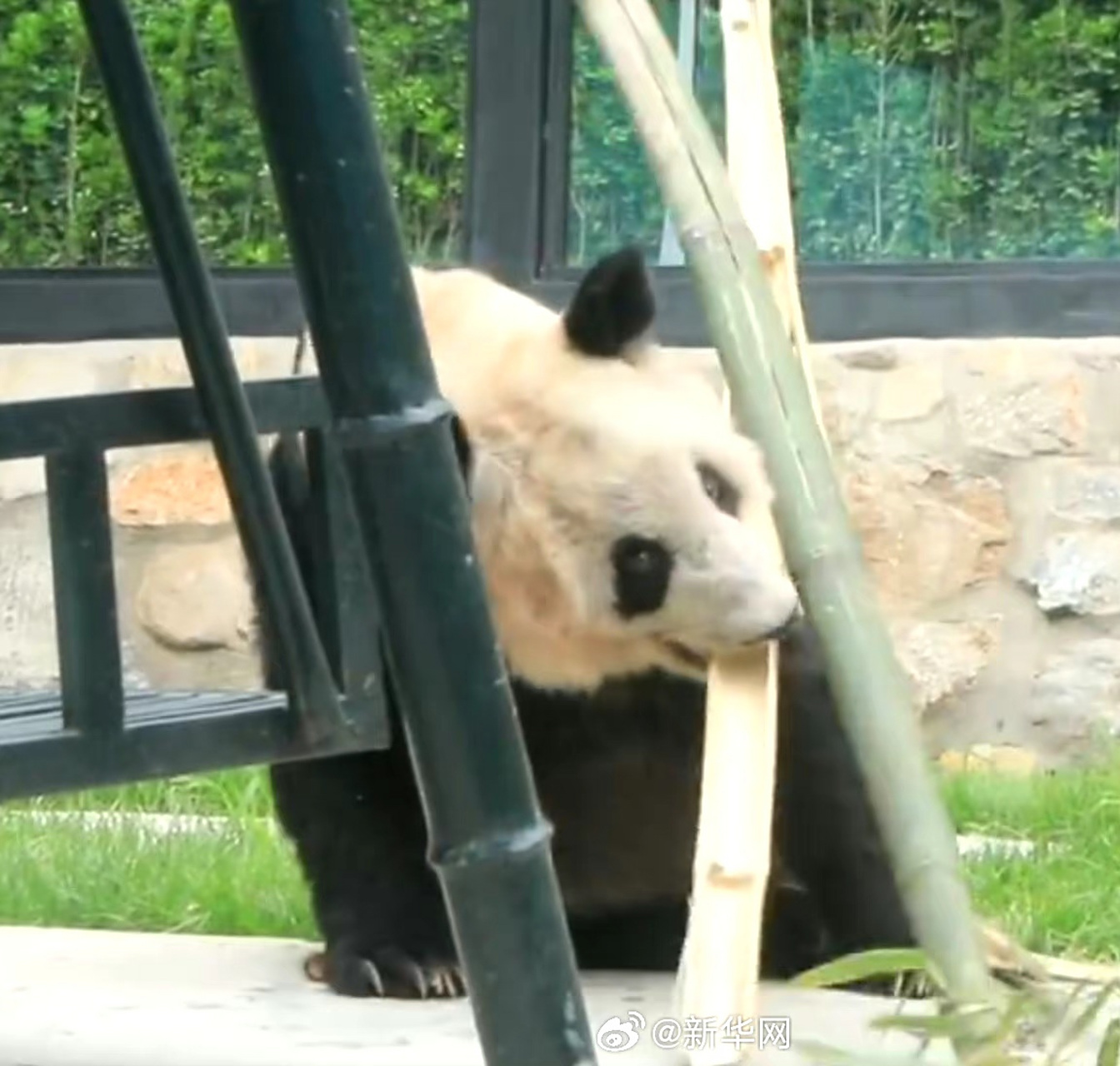 丫丫又变回大美女熊了,  回家三日,  刮目相看丫丫,胖  起来还是更