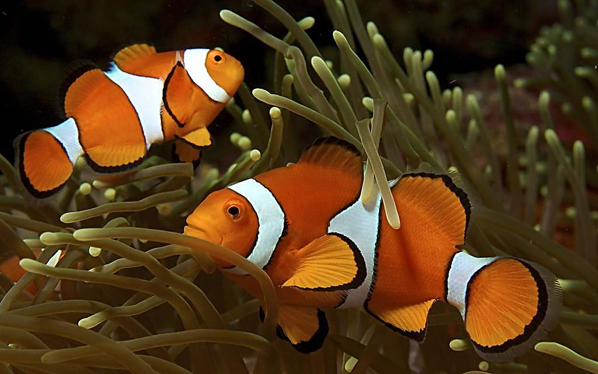 小丑鱼(学名:amphiprioninae)是对雀鲷科海葵鱼亚科鱼类的俗称,因为