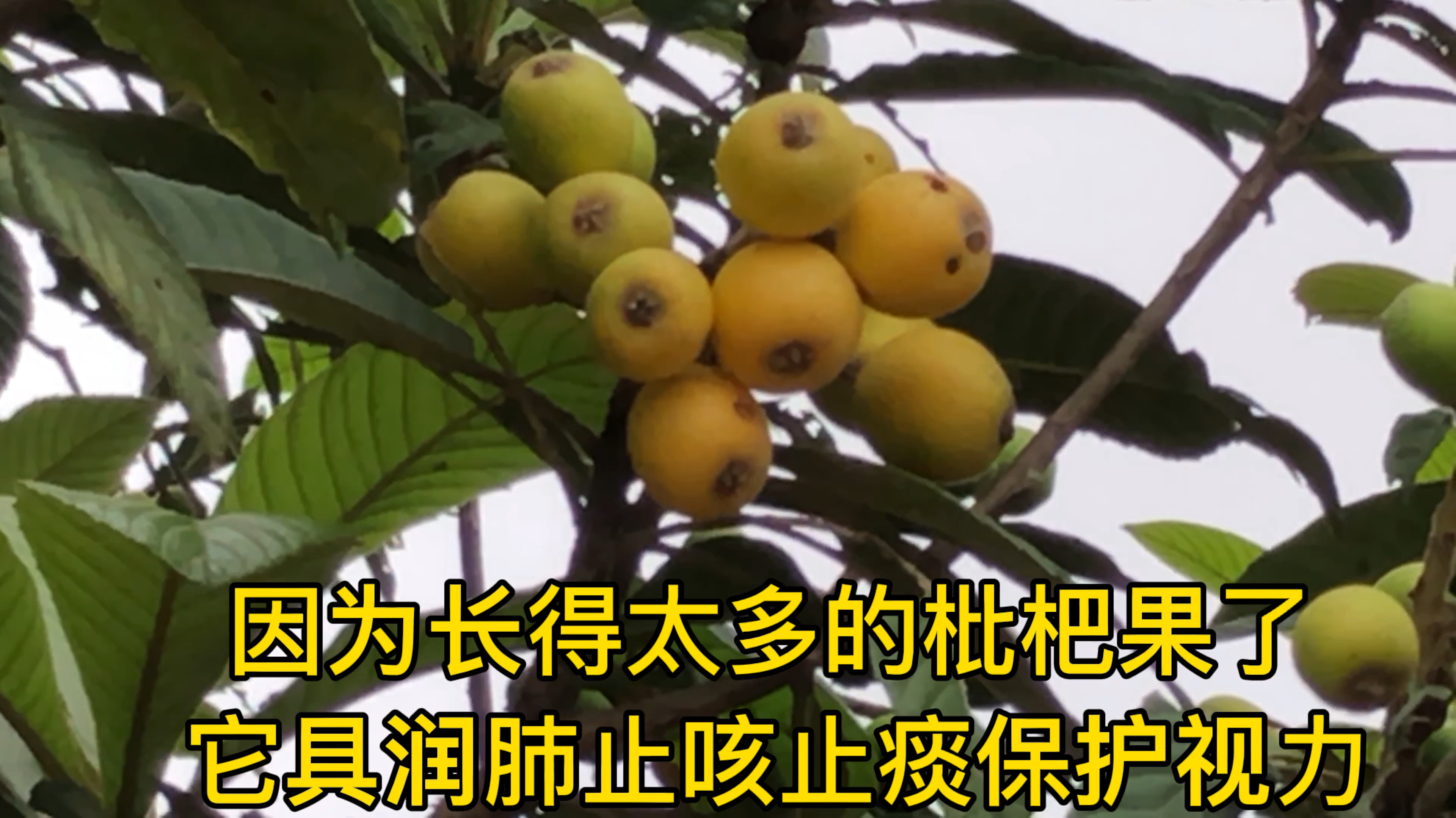 农村里的小伙带大家看看枇杷果,枇杷膏,枇杷露,它具有……