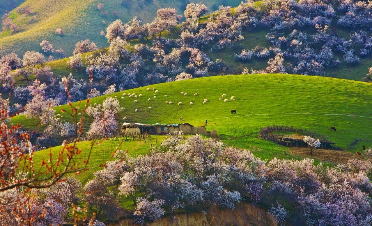 新疆伊犁杏花沟,人间最美四月天,这个春天最美的地方之一