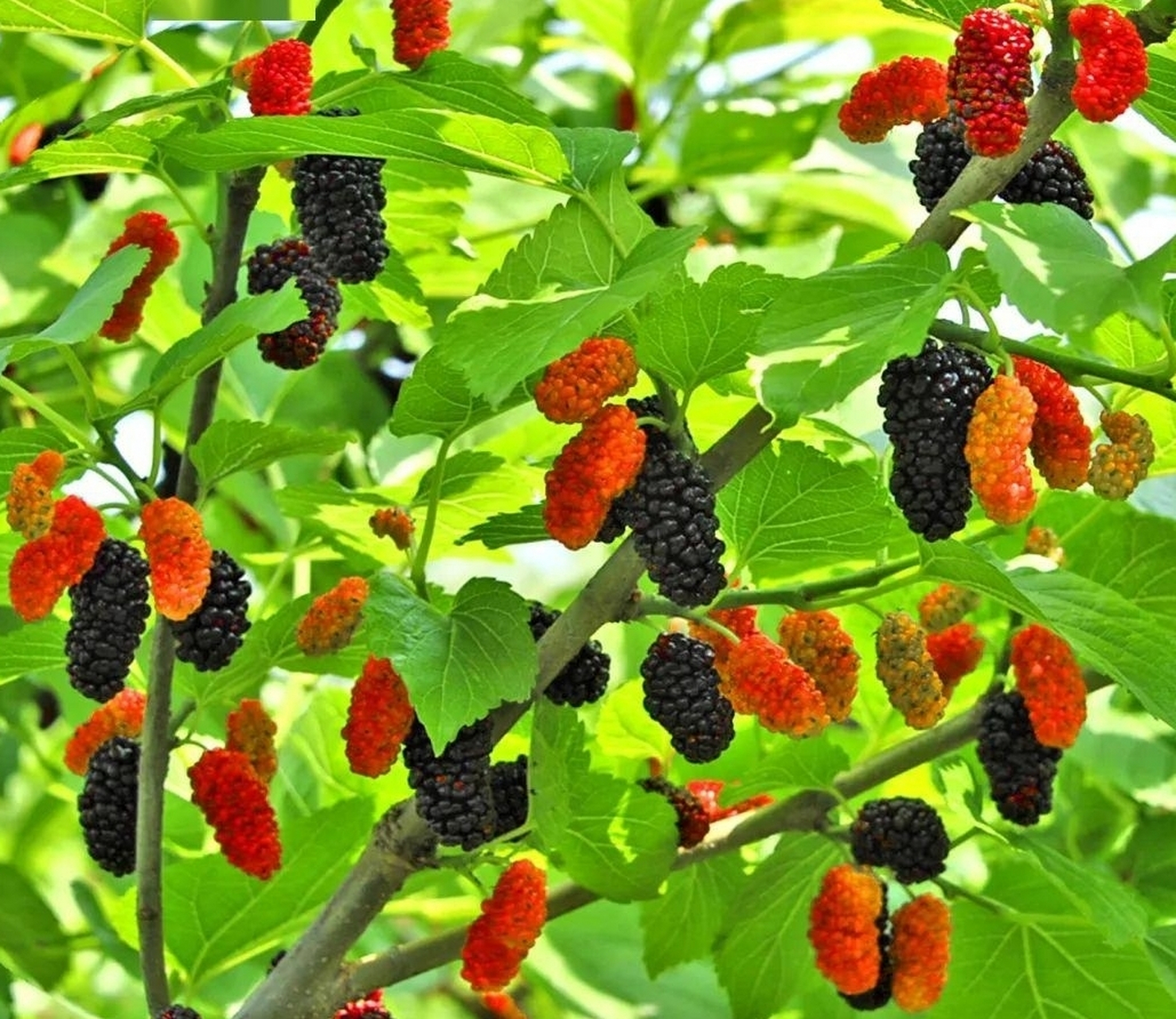 原来桑树也分公母的,公树只开花不结果