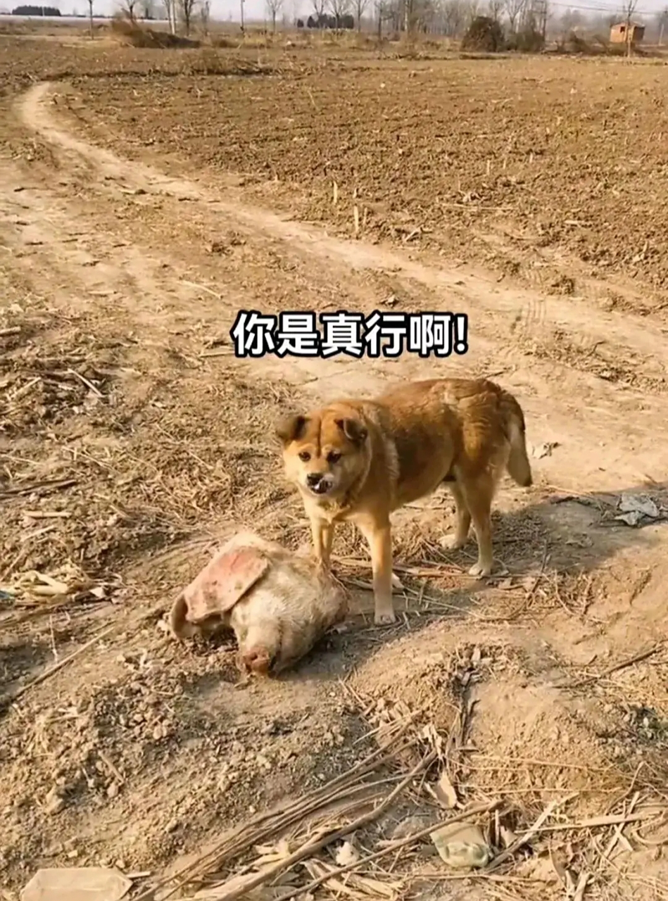 这大过年的,你这样做也太不讲究了吧?[捂脸][捂脸][捂脸]