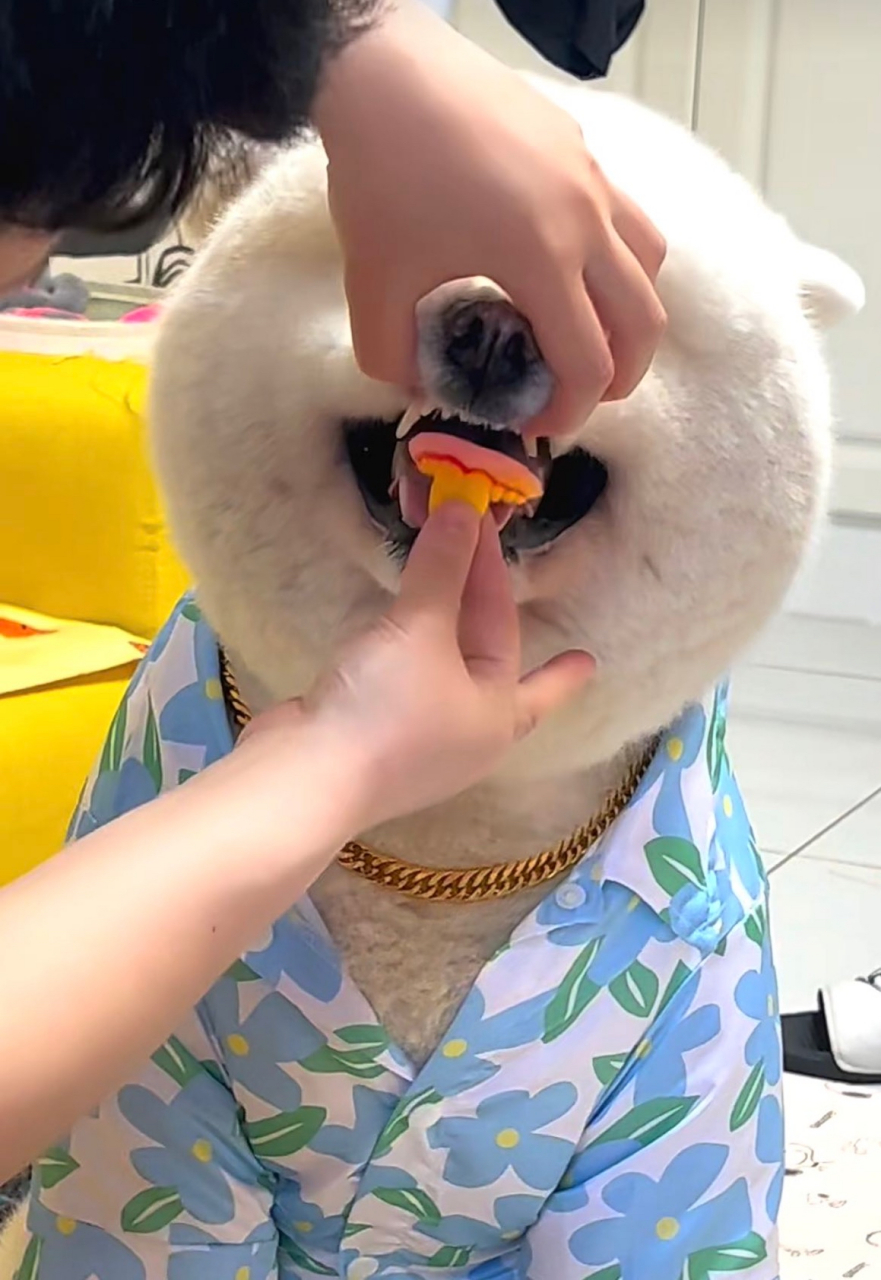 大金链子,大金牙,土豪狗吗.#搞笑#  #狗狗# #社会热点