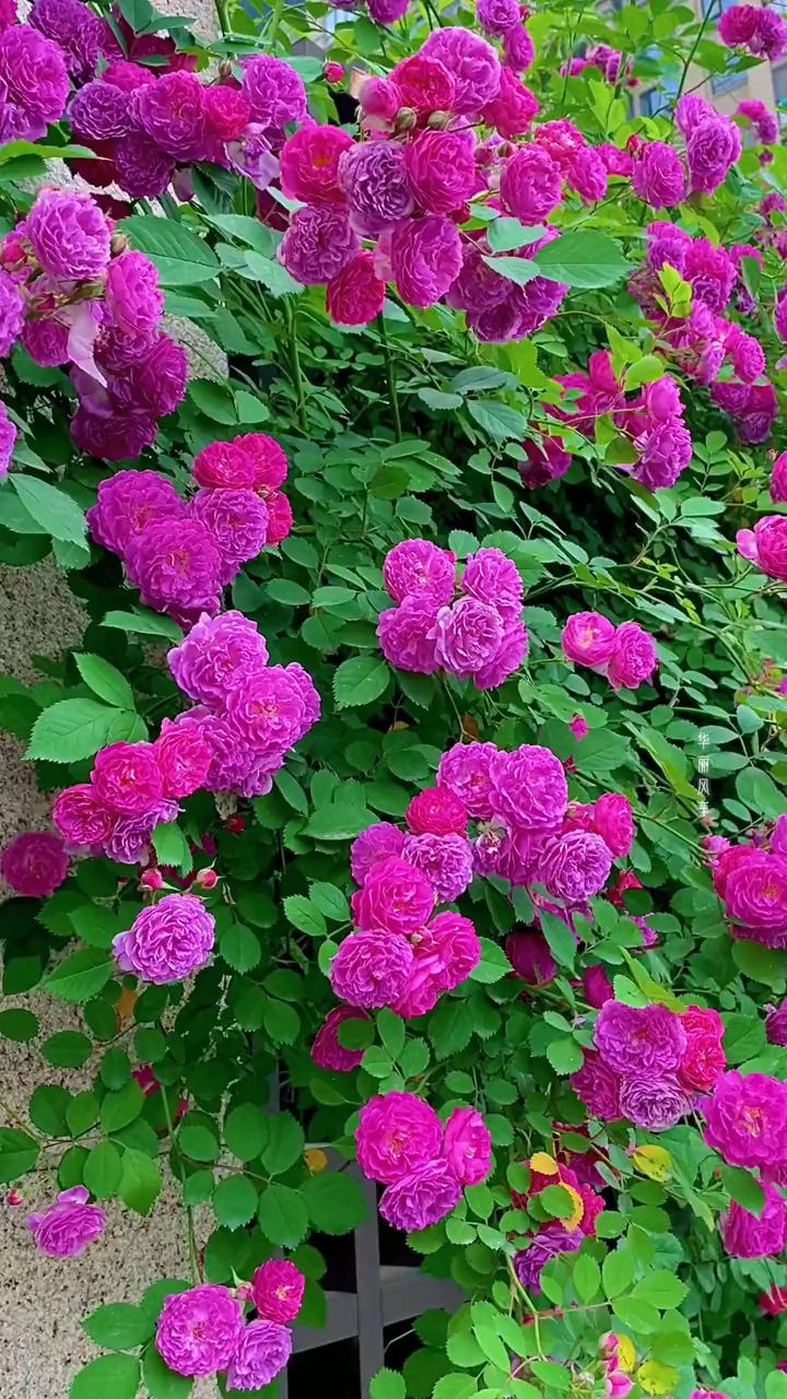 漂亮的蔷薇花,你喜欢吗?