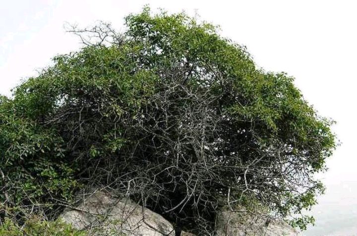 麻梨疙瘩是什么树北方图片