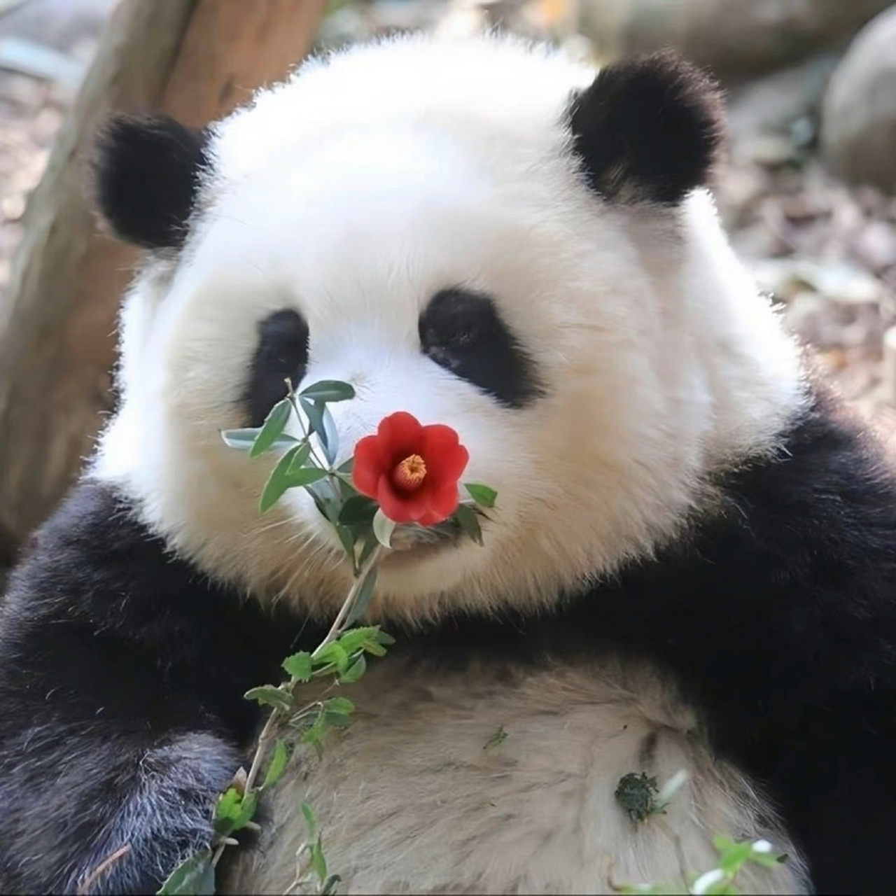 遗传基因优良的小花花图片