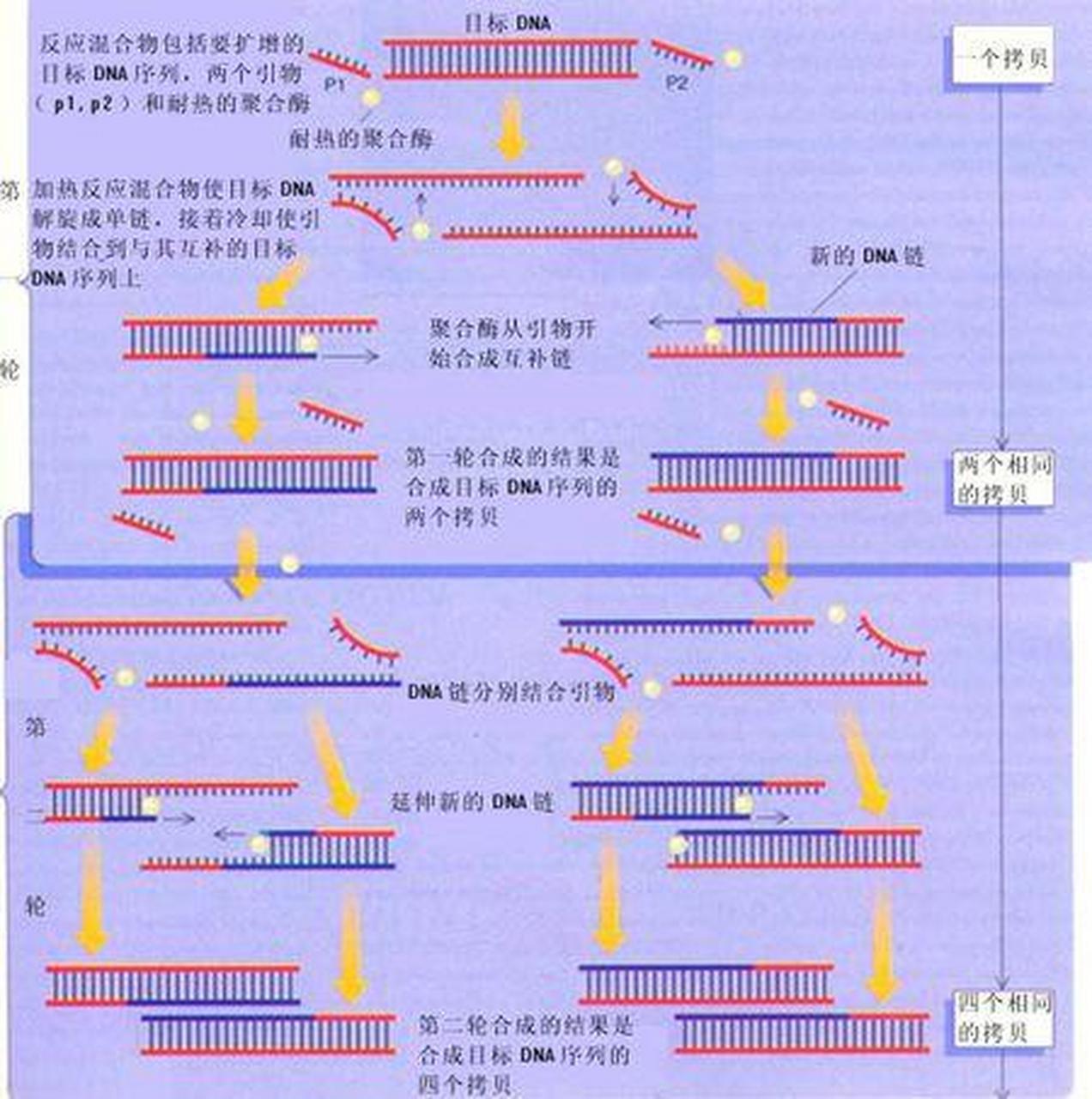 穆利斯发明人类第一个pcr技术,也从此凯利·穆利斯被称为pcr之父