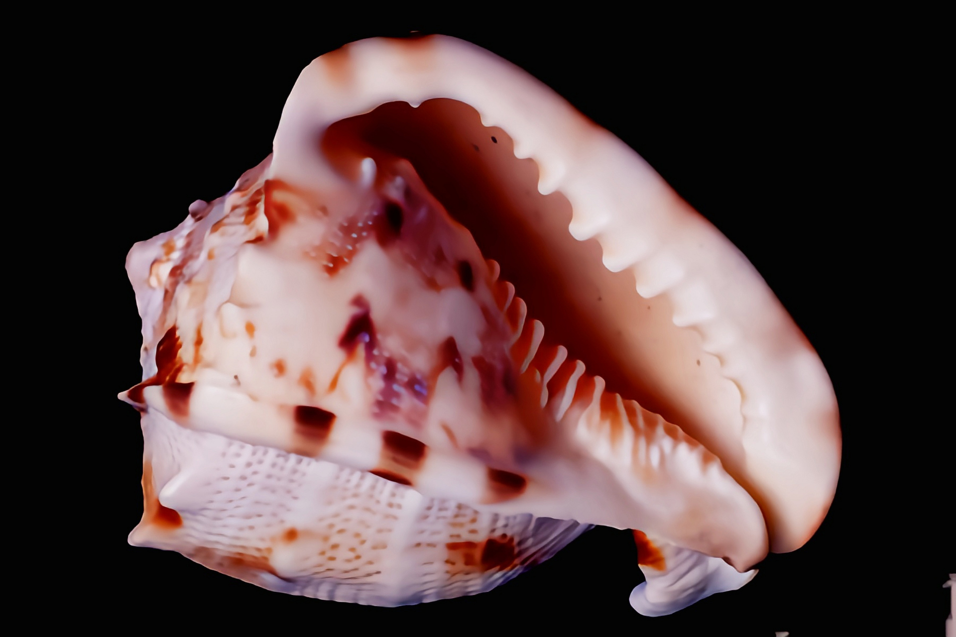 每天认识一种动物——唐冠螺 唐冠螺别名冠螺,原产于印度洋非洲东部及