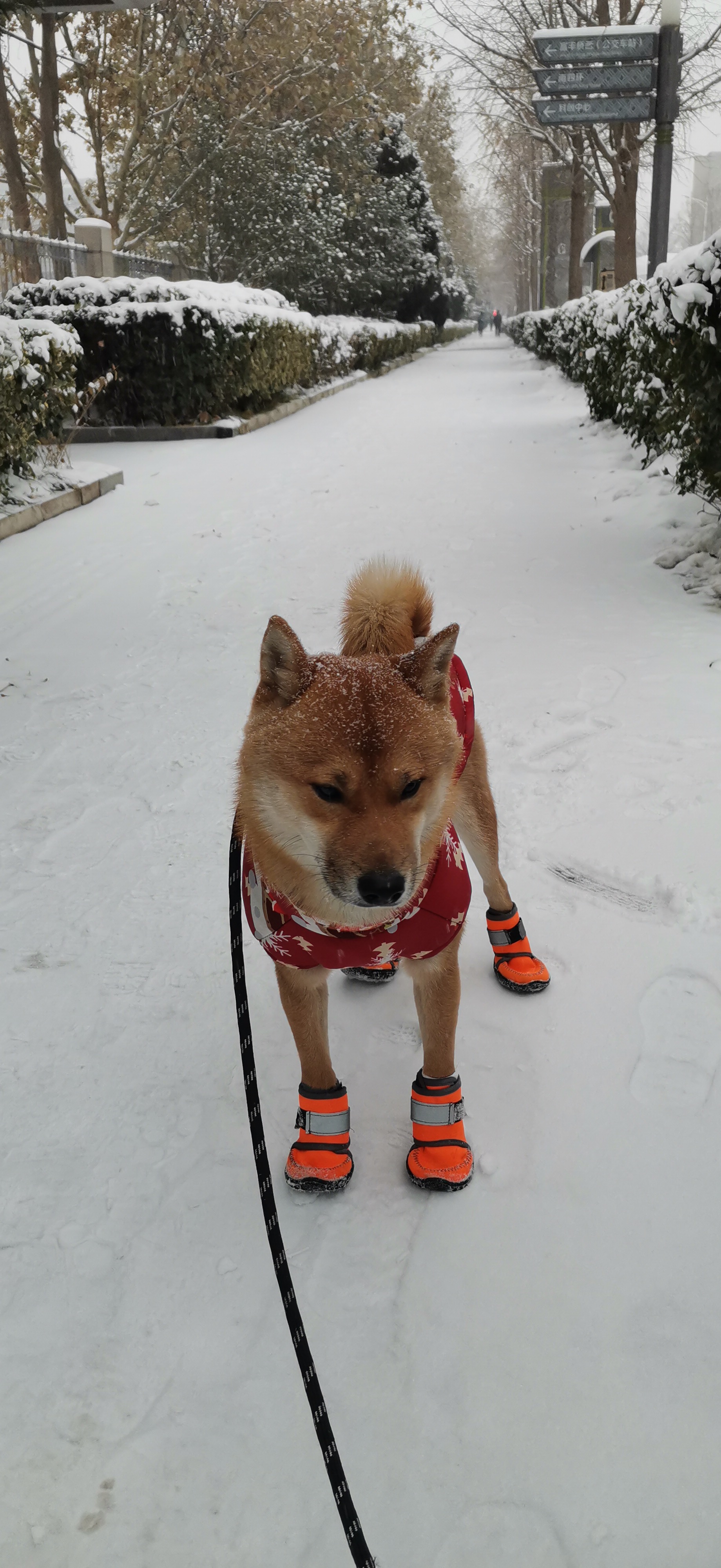 狗玩雪表情包图片