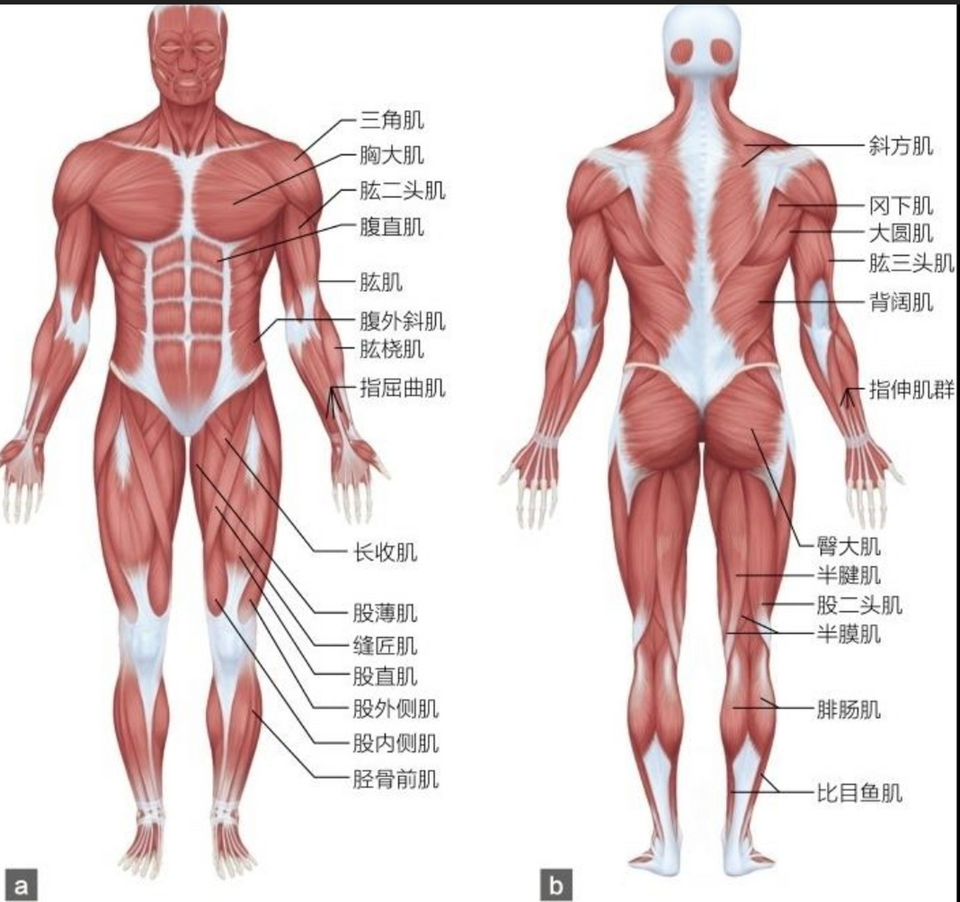 这些肌肉分布在我们的身体各个部位,包括头部,躯干,四肢以及手腕和