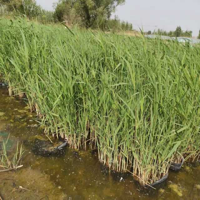 芦苇苗批发基地,芦苇苗厂家,芦苇苗哪家好,芦苇价格