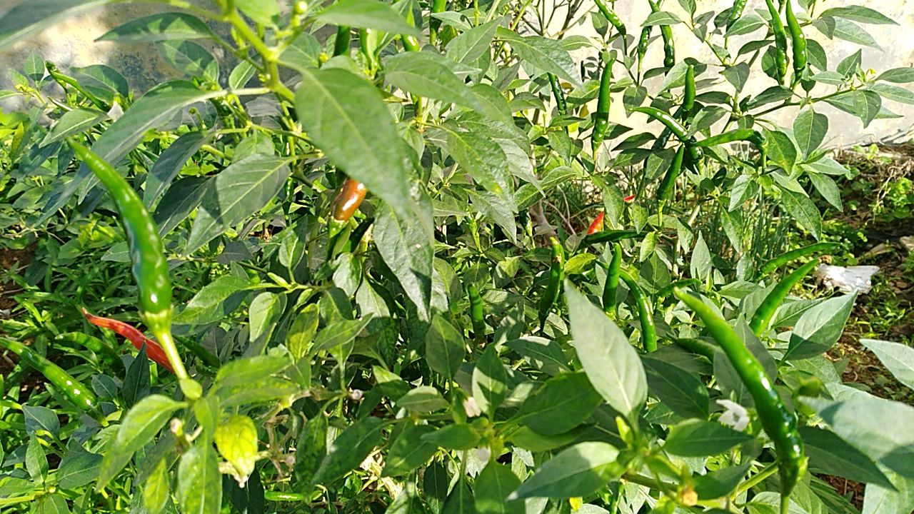 小小的一块地种了好多蔬菜,自己种的就是好吃