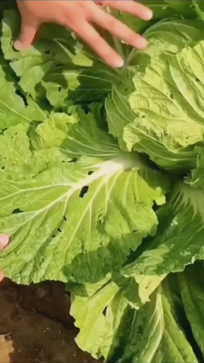 白菜烂根脱帮软腐教你一招解决农业种植农业种植技巧