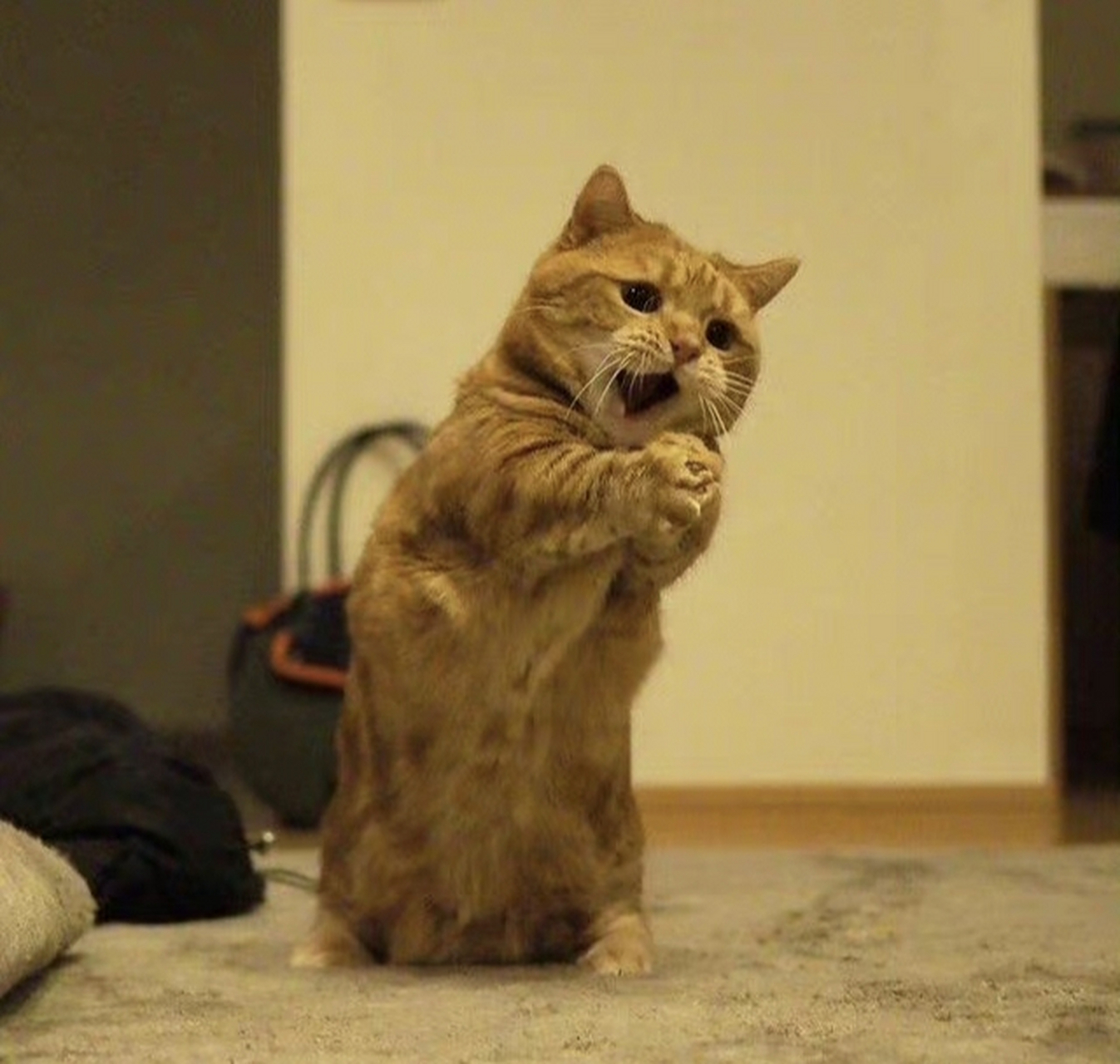 网友:要不要去我家坐坐?我家的橘猫会唱歌!