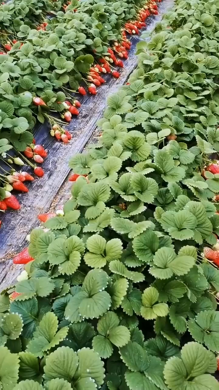 联盟二号草莓早熟高产抗病能力强