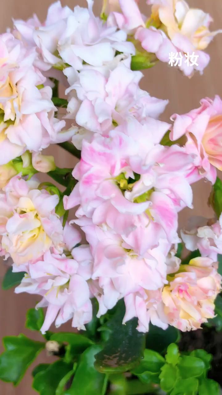 长寿花品种粉妆