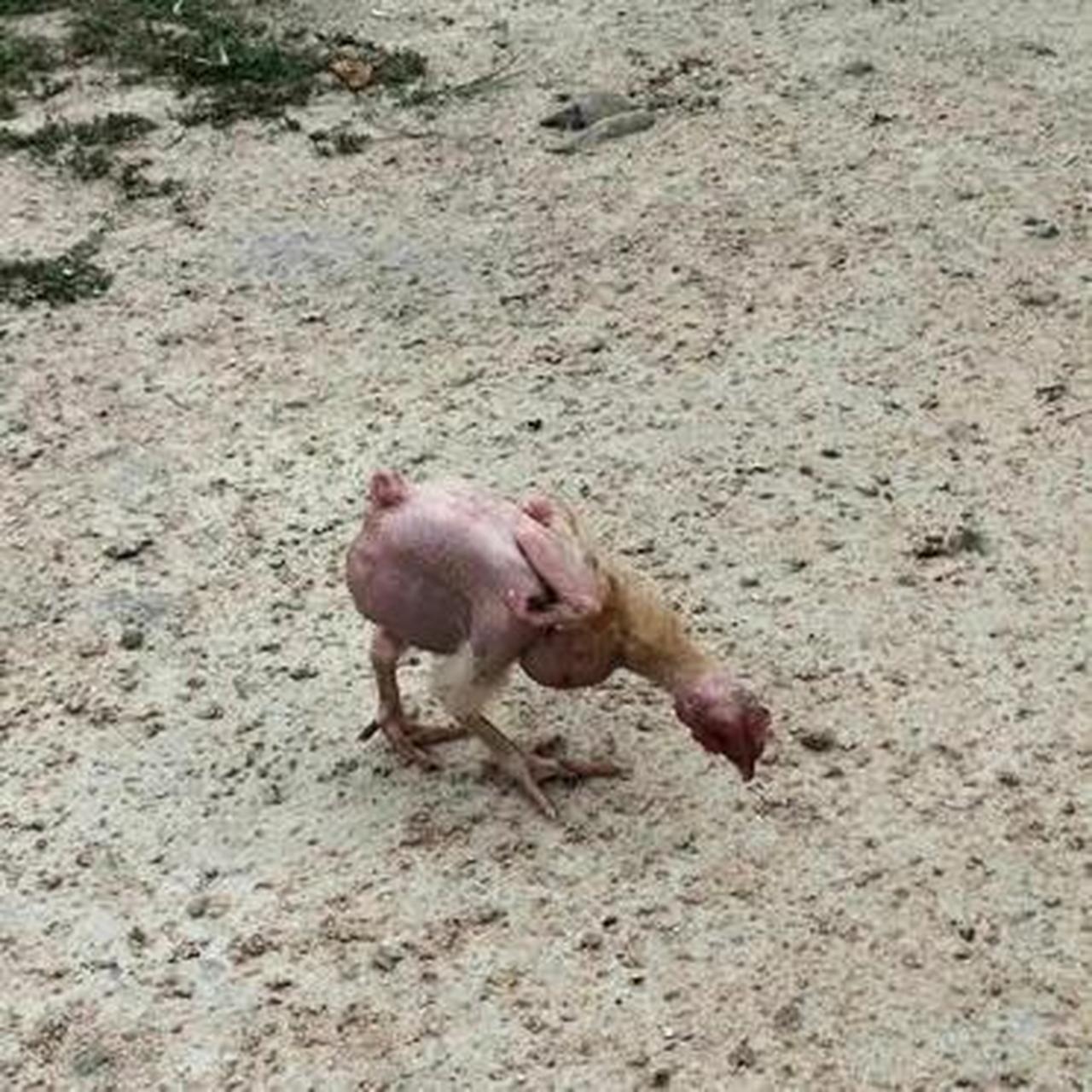 这两只鸡干嘛来了?毛都掉光了