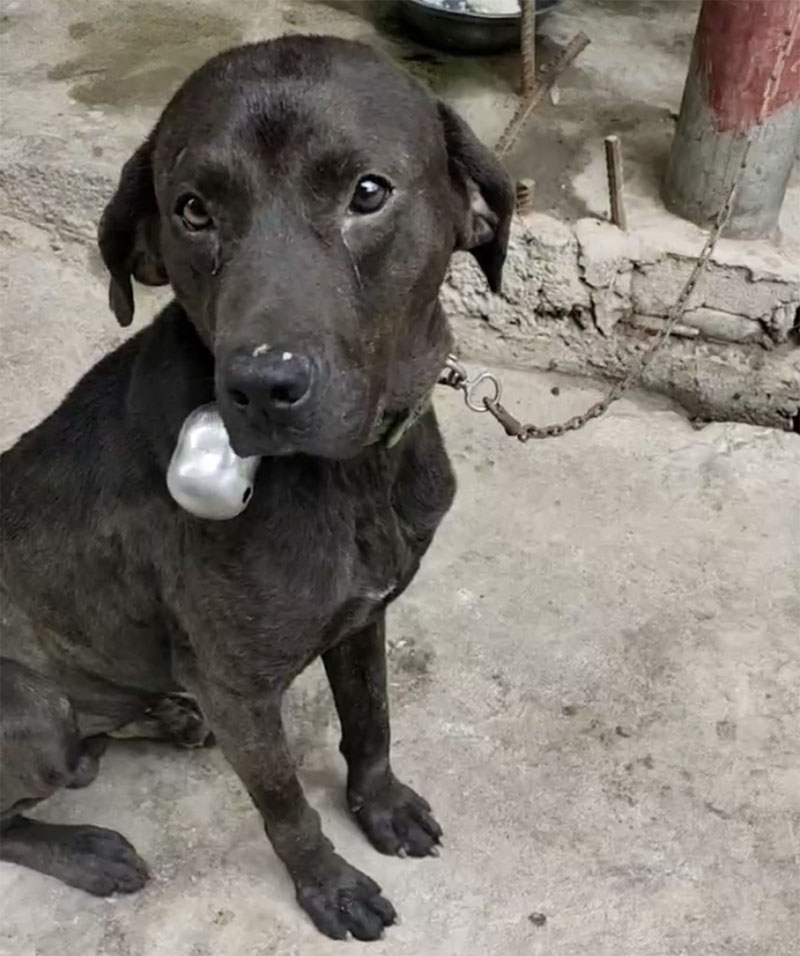 达州市万源市1000寻找普比串串犬