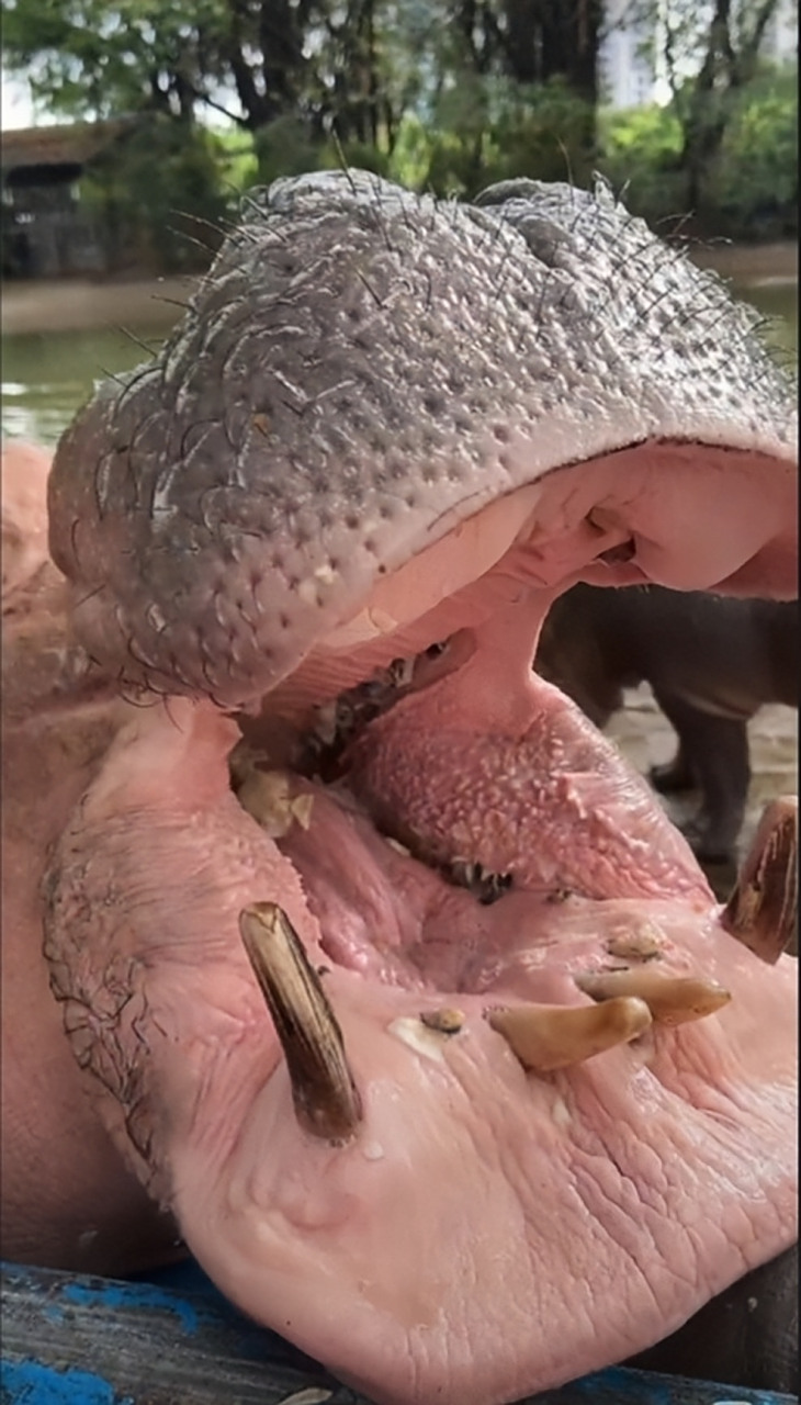 近距离拍摄河马大嘴巴,这样的宠物你敢带回家吗?