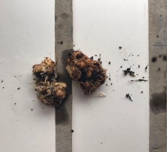 月季根瘤苗隔离养会传染吗?