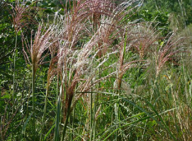 和芦苇很像的植物