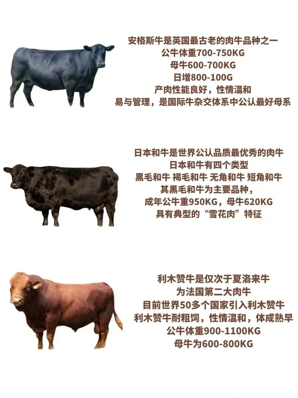 世界八大肉牛,牛肉作为人类主要的食品来源之一,肉牛的肉质和产量