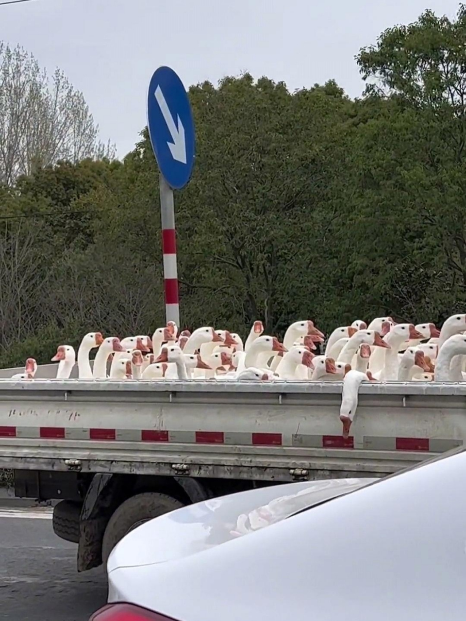 网友,回北京的路上,看到一车鸭子,进京赶"烤",其中一只紧张的已经晕死