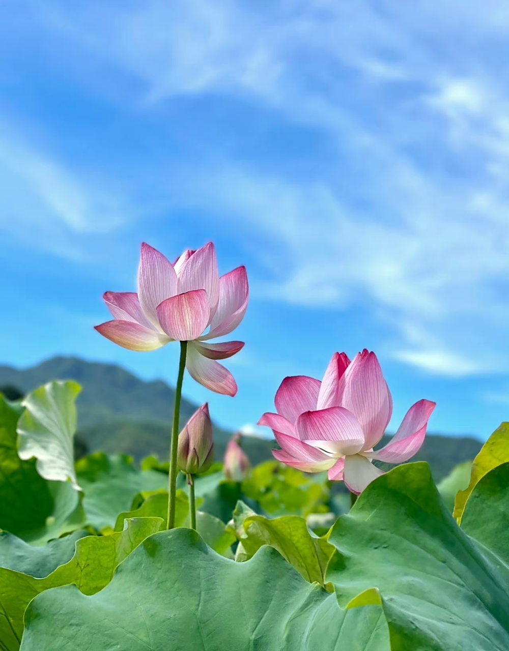 晴空下的莲花真的太美了吧,衬上远处的蓝天白云,更加迷人.