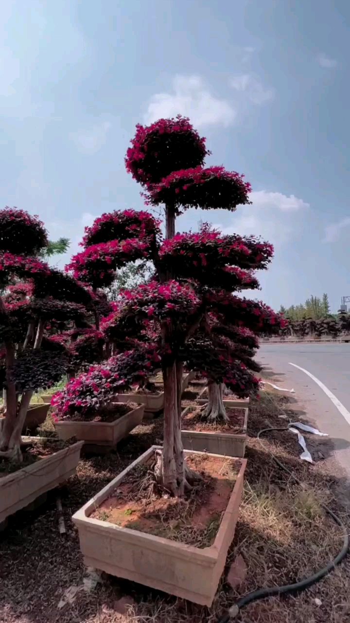 红花继木造型树红红火火四季不落叶适合庭院别墅绿化栽植-度小视