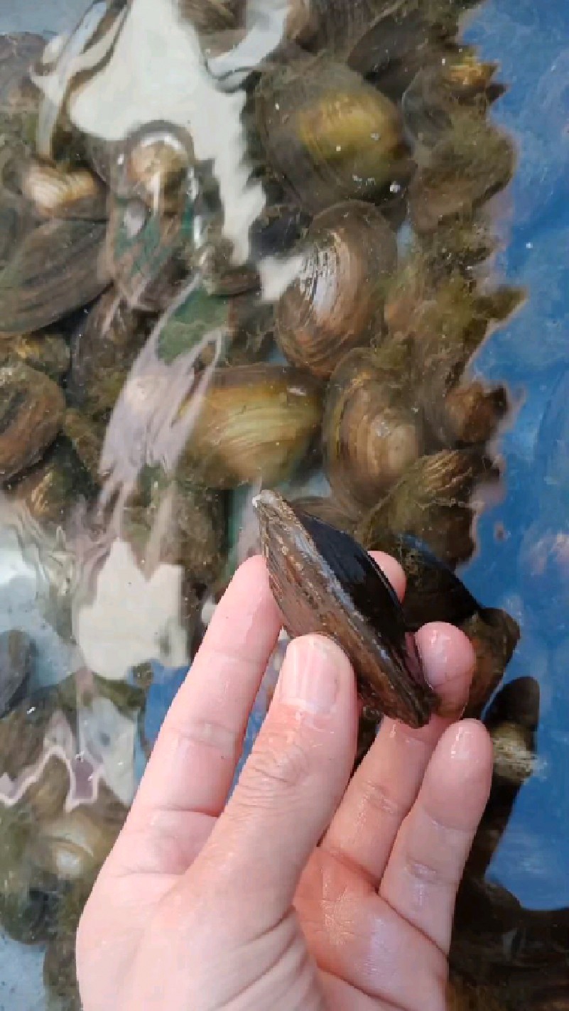 河里的野生河蚌