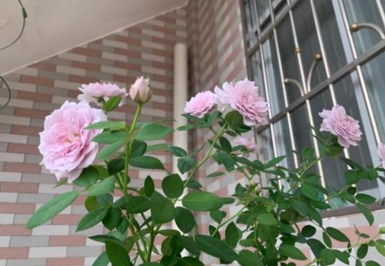 空蒙月季虽然说耐热,可是天热花长得就手指头大