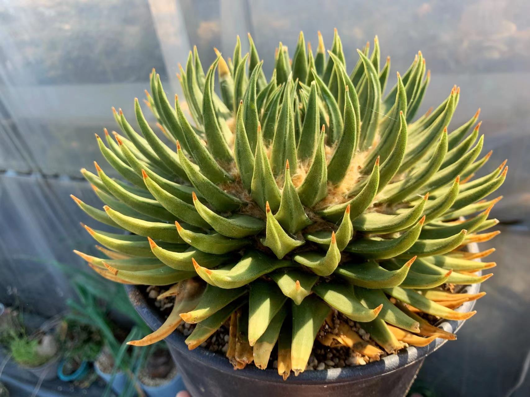 天花板龙牙牡丹