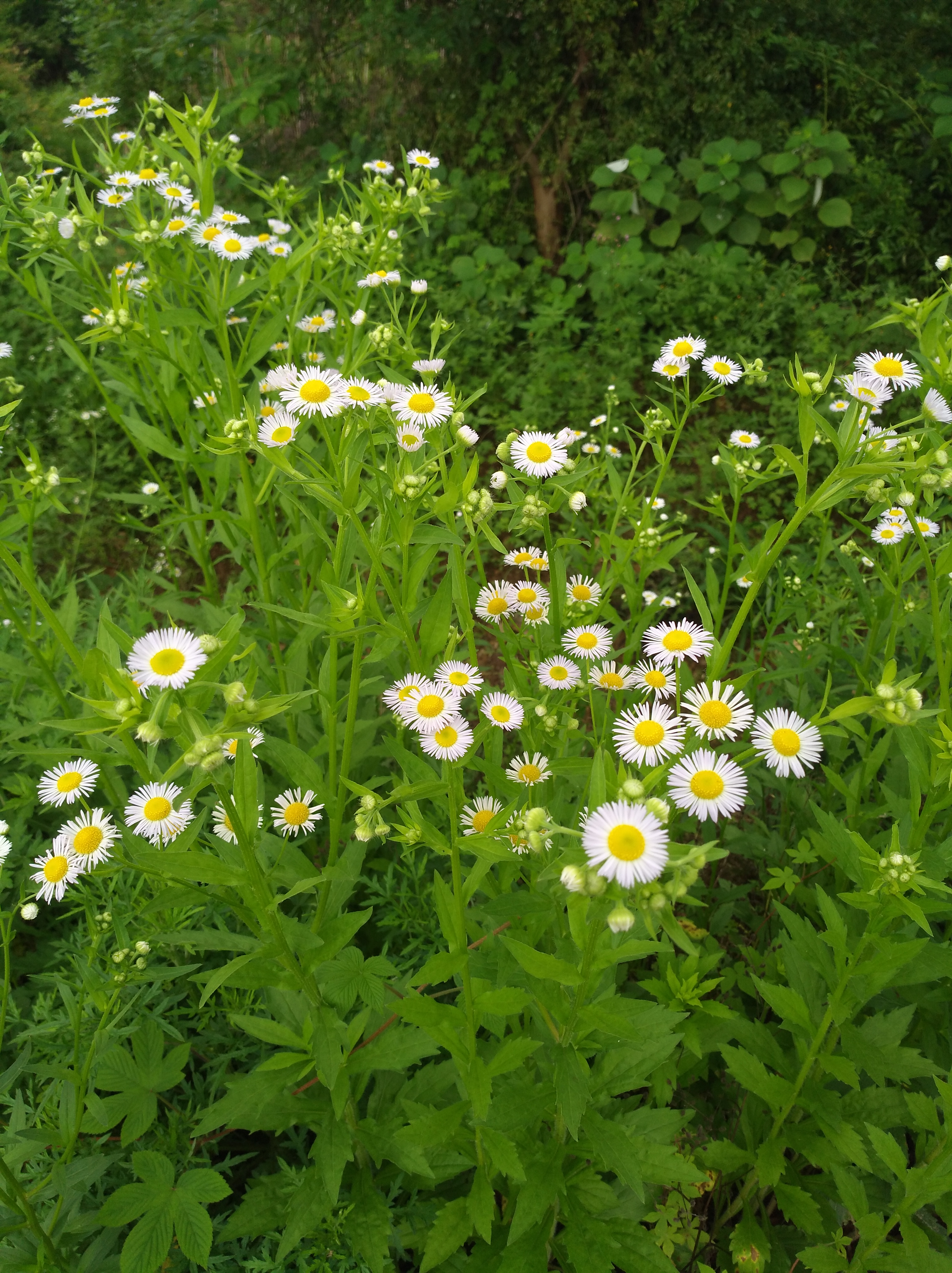 野生小蓬草