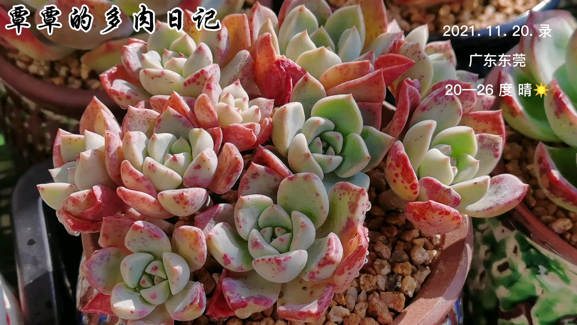 新手朋友看过来:修根、配土、上盆、浇水、晒太阳,认真科普一下