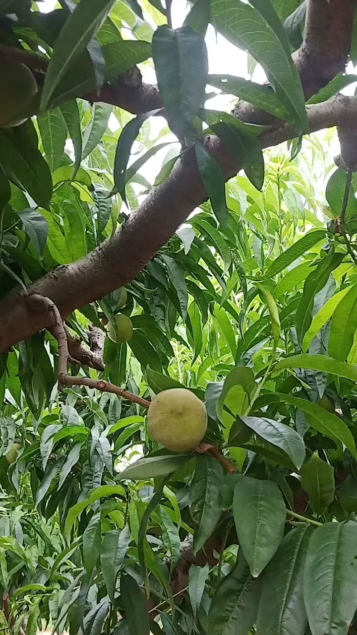 桃子的生长期