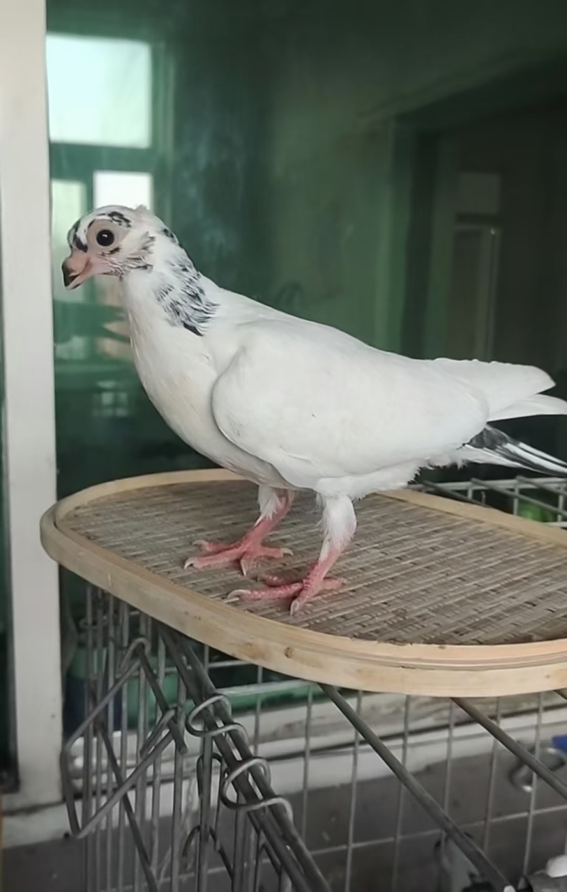 短嘴小白鸽子,宠物分享!