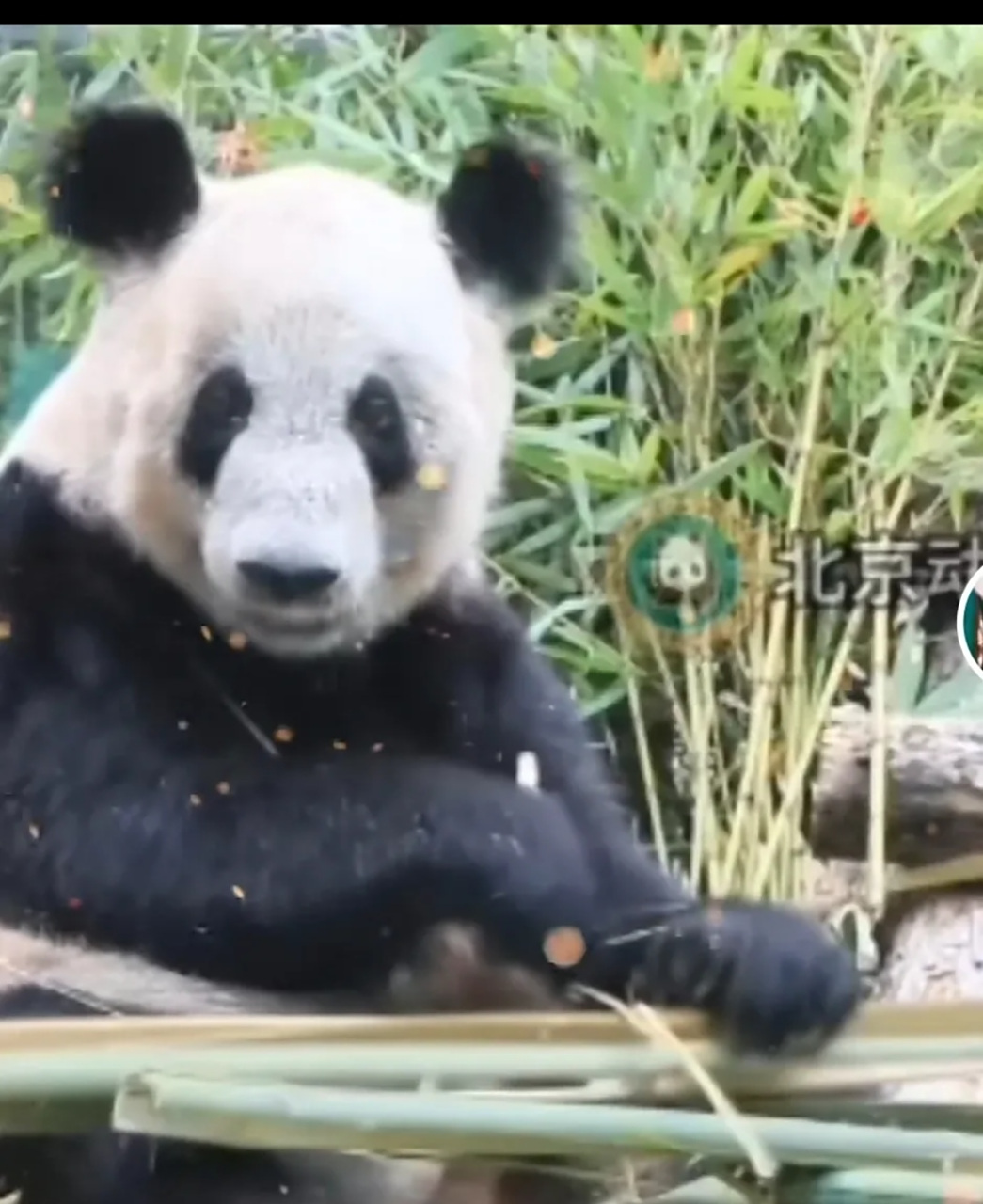 8月17日丫丫:换了一身熊皮袄 丫丫的皮肤病是完全好了.