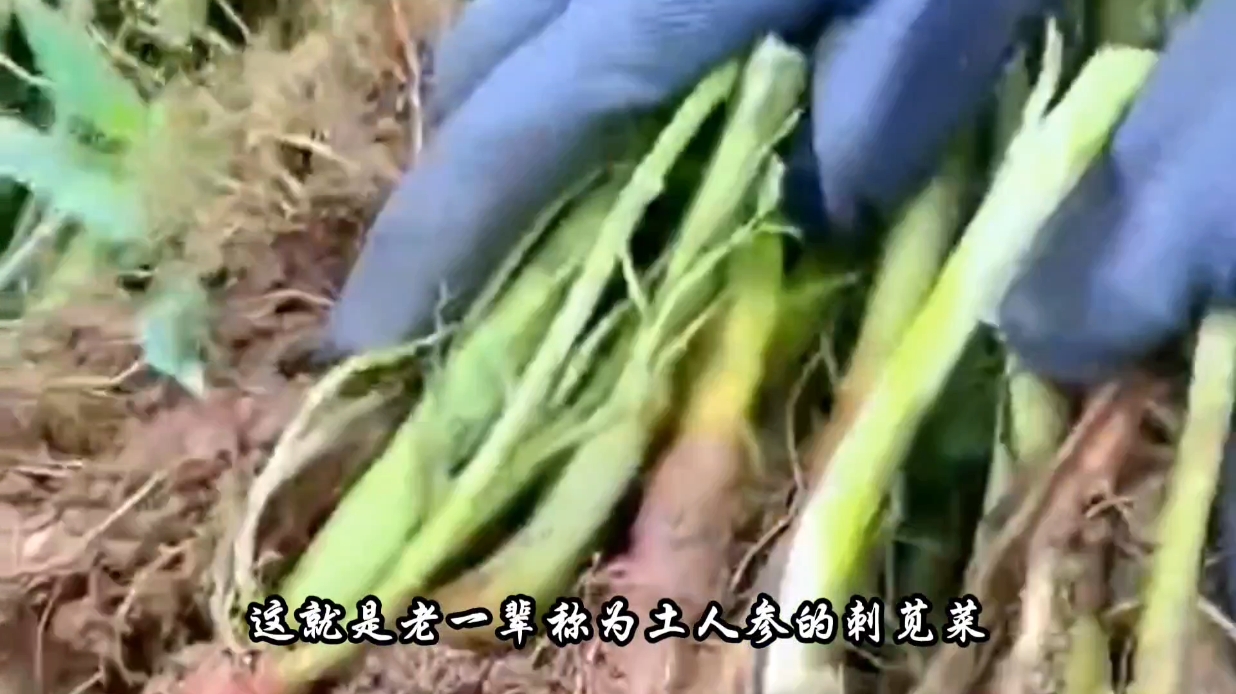 牛大力种子批发市场