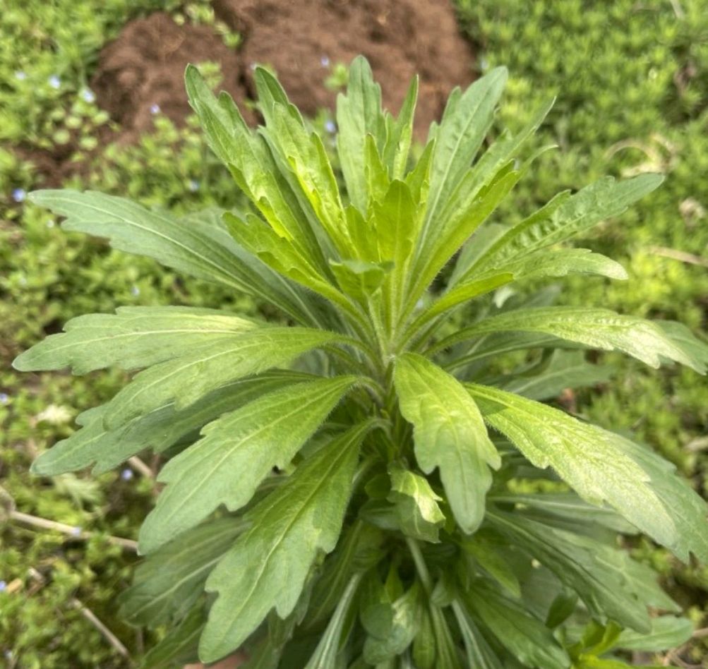 飛蓬草,魚膽草