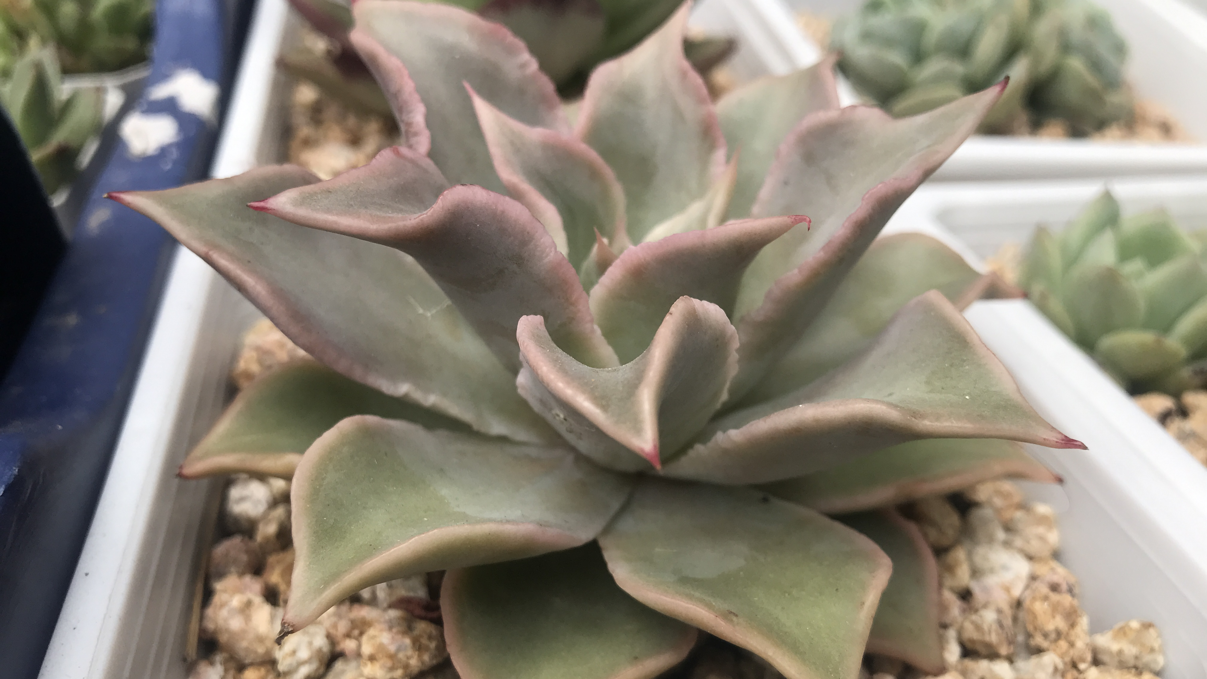 有喜欢多肉的吗?带你认识十多种多肉