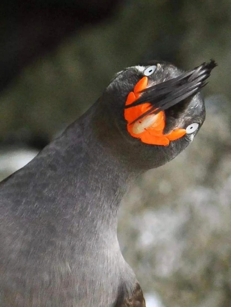 这是沙雕鸟,你见过吗?