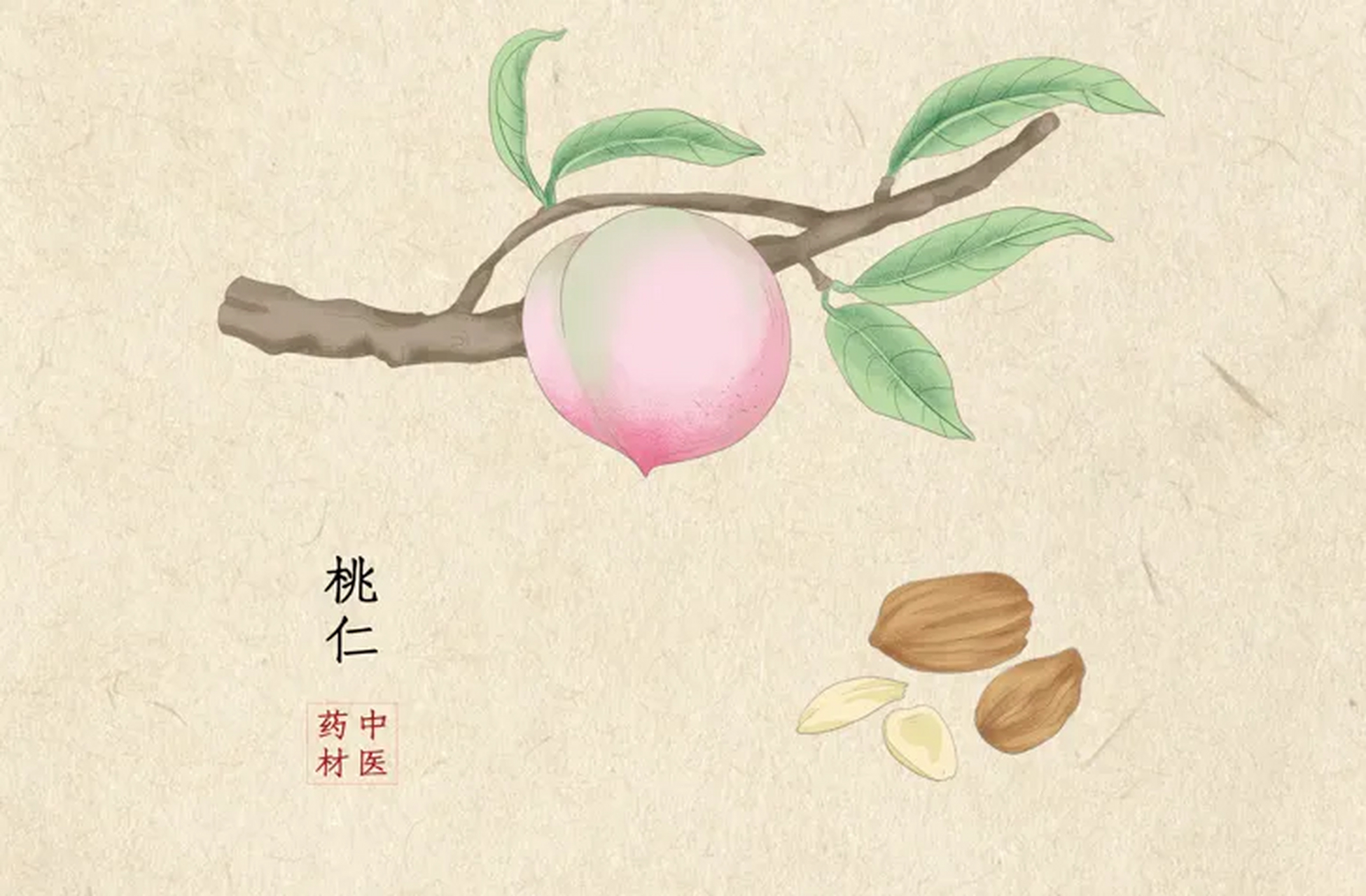 "肺良方"千金苇茎汤,4味中药,去除肺里的痰,热,瘀!! 前阵子发布了"四