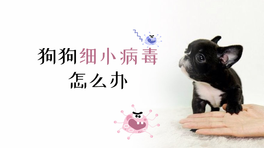 犬细小病毒PPT图片