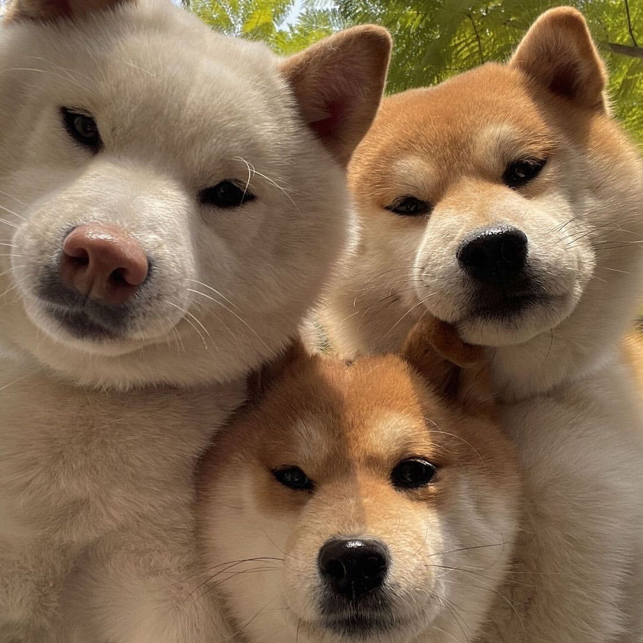 狗狗的死亡凝视[左捂脸][左捂脸]