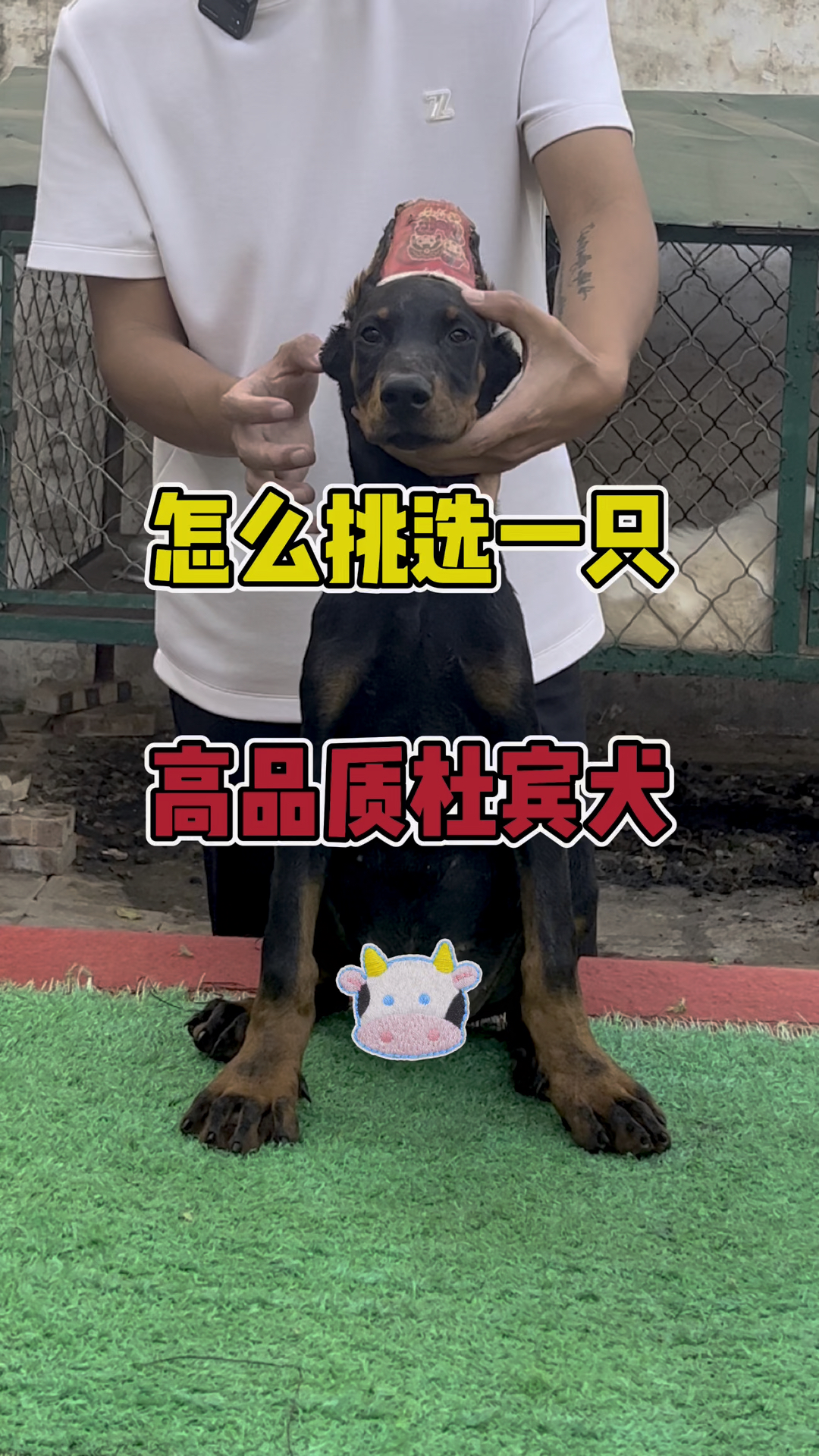 怎么挑选一只杜宾犬