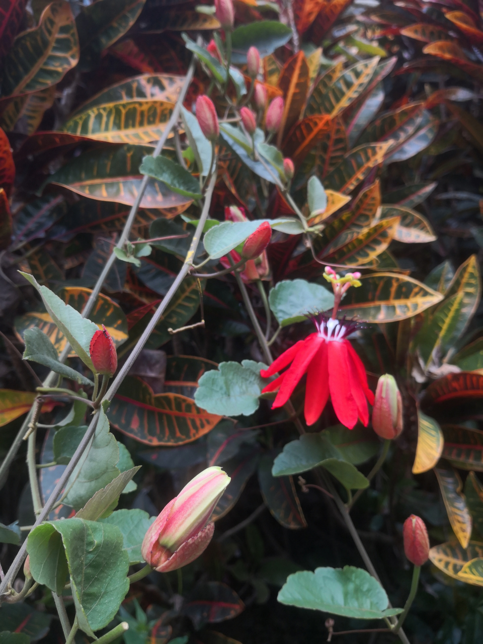 西番莲的花朵不但颜色夺目,而且花型也是非常独特,更有一个浪漫的花语