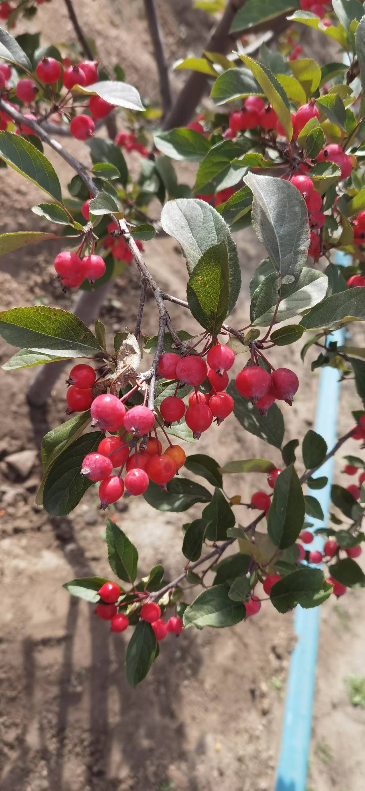 山丁子的学名叫做山荆子 山丁子的别名较多 还叫做林荆子 山定子等 它