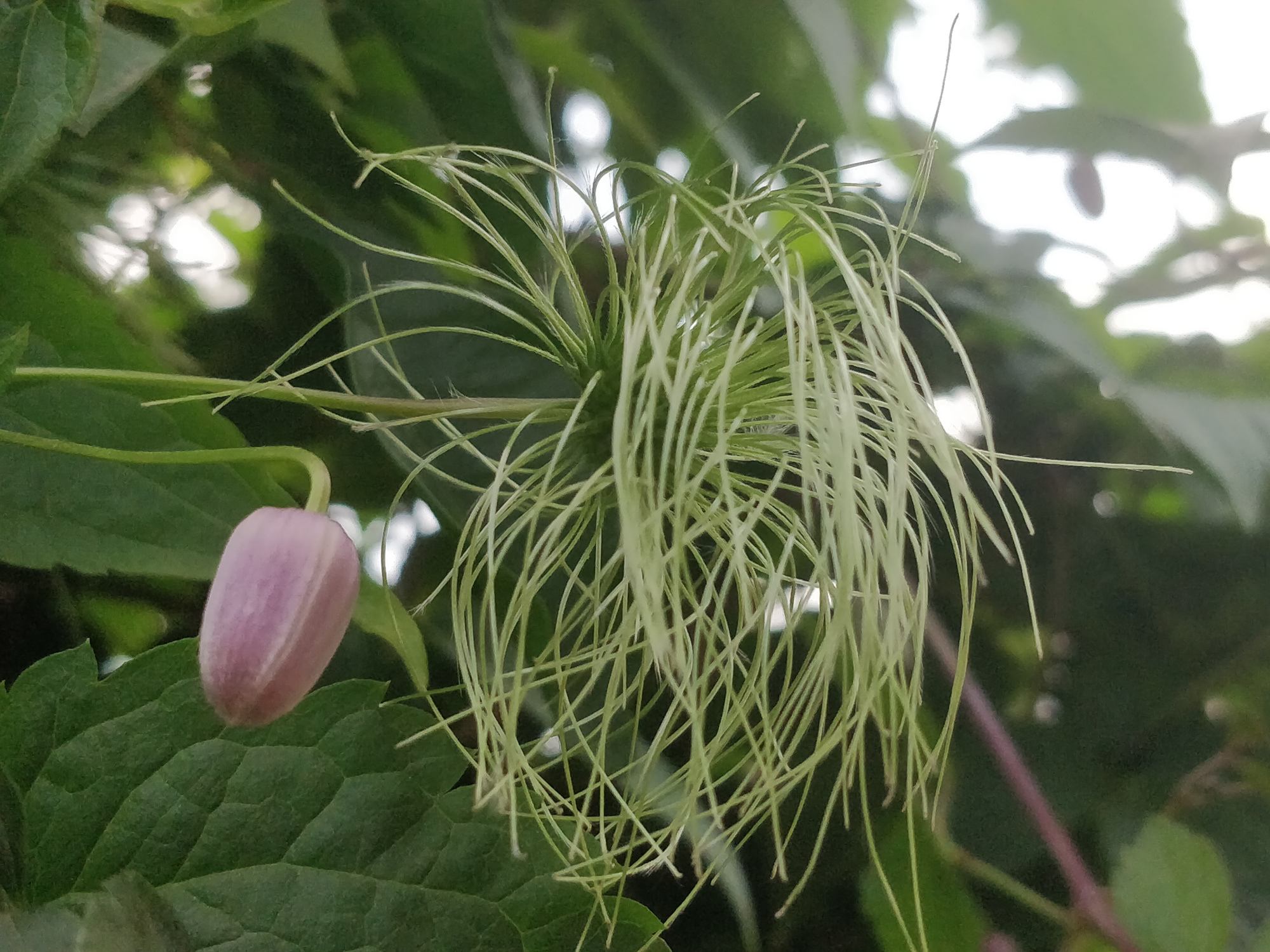 毛蕊铁线莲,花苞像彩色"吊钟",绿绢毛像"佛尘",非常好看!