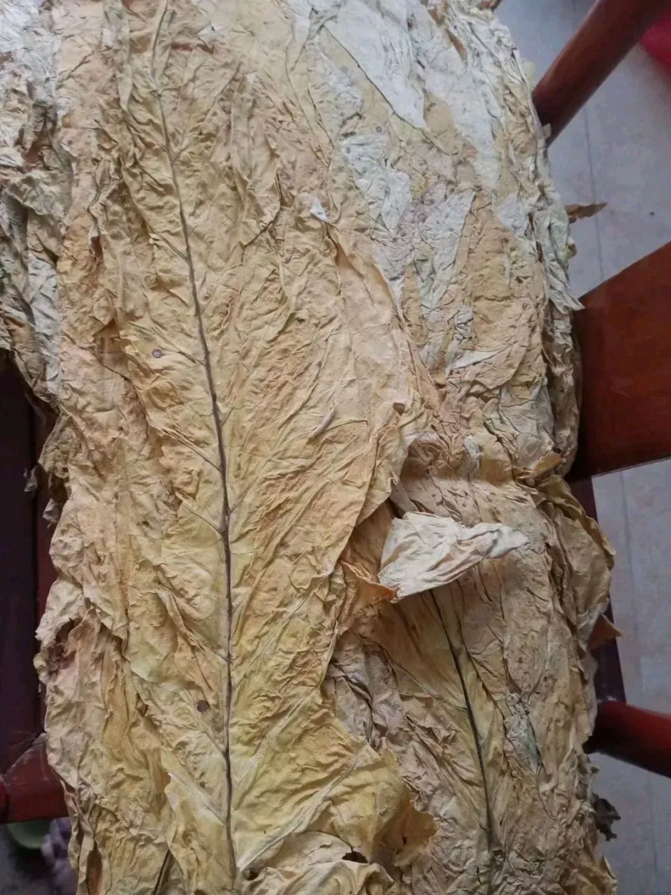 这是我爷爷收集的烟叶,爷爷抽烟几十年,而且是旱烟.