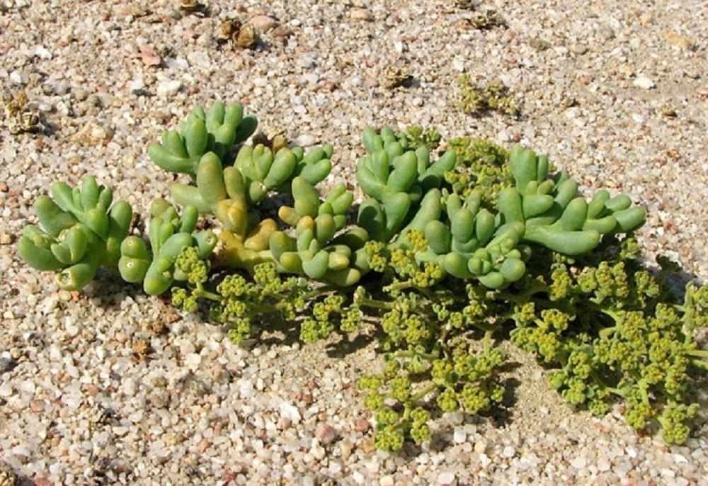多肉植物耐旱怕涝,随意浇水有4个"不利"